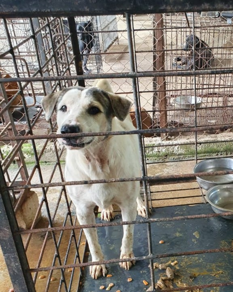 A dog looks at the camera from inside a dirty cage that is far too small. Similar cages and dogs are visible in the background.