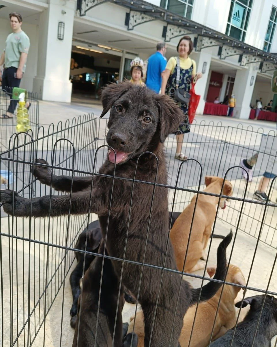 A group of dogs in a pen. One stands on its hind legs, looking into the camera.