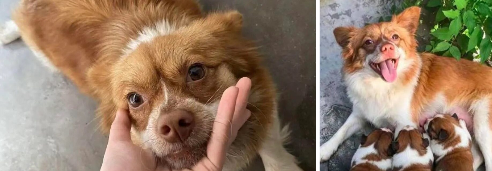 A brown dog with white markings being gently touched on the face by a person's hand on the left, and the same brown and white dog lying on the ground surrounded by puppies on the right.
