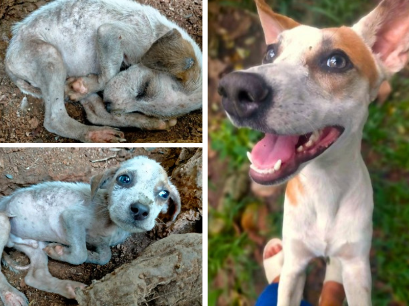 "Before" photos of a tiny, skinny and dirty puppy lying on the ground, and an "after" photo of the same dog looking clean, healthy and happy