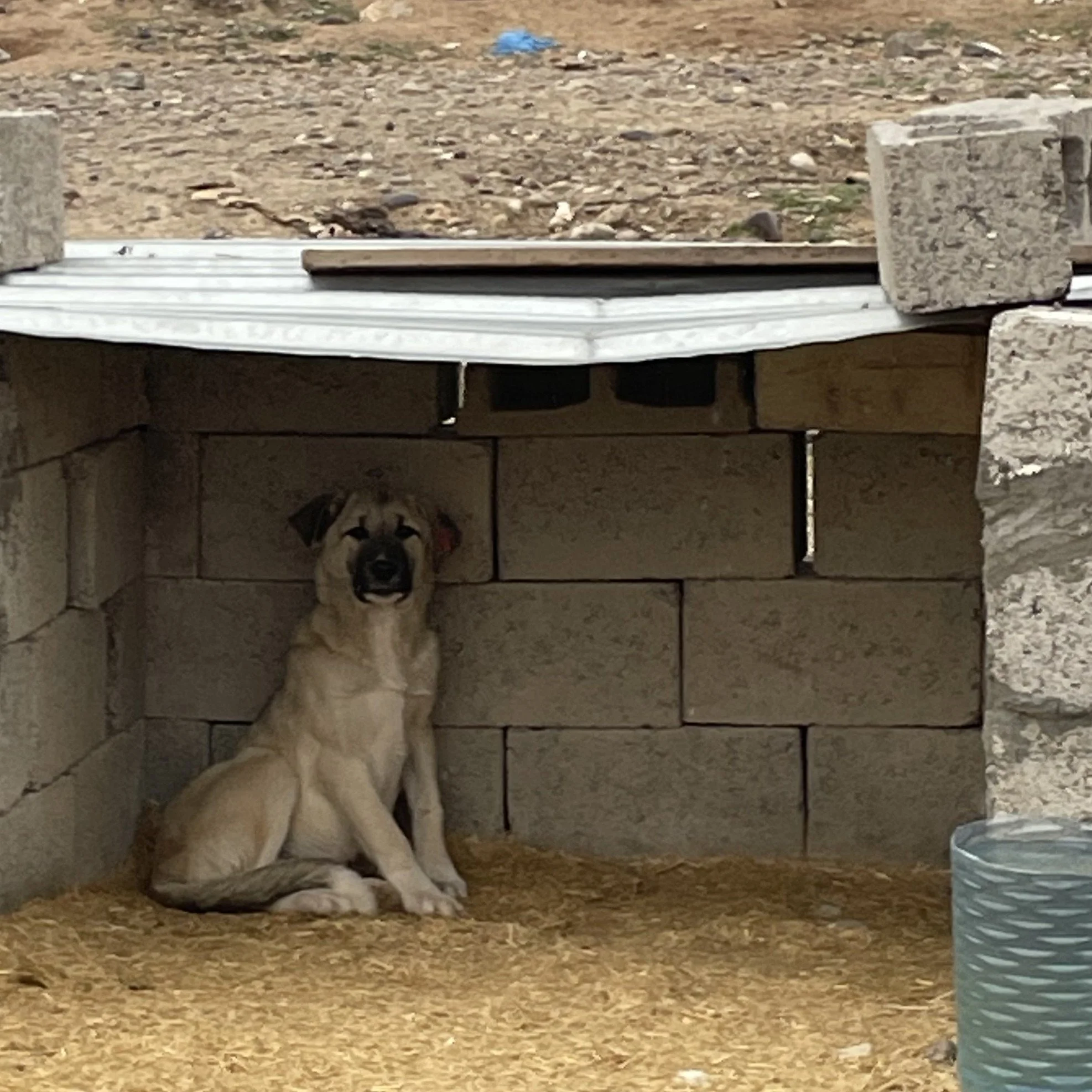 A large dog with tan and black fur sitting under a table made of cinder blocks and wood, on a dirt and gravel ground, next to a clear plastic water bottle.