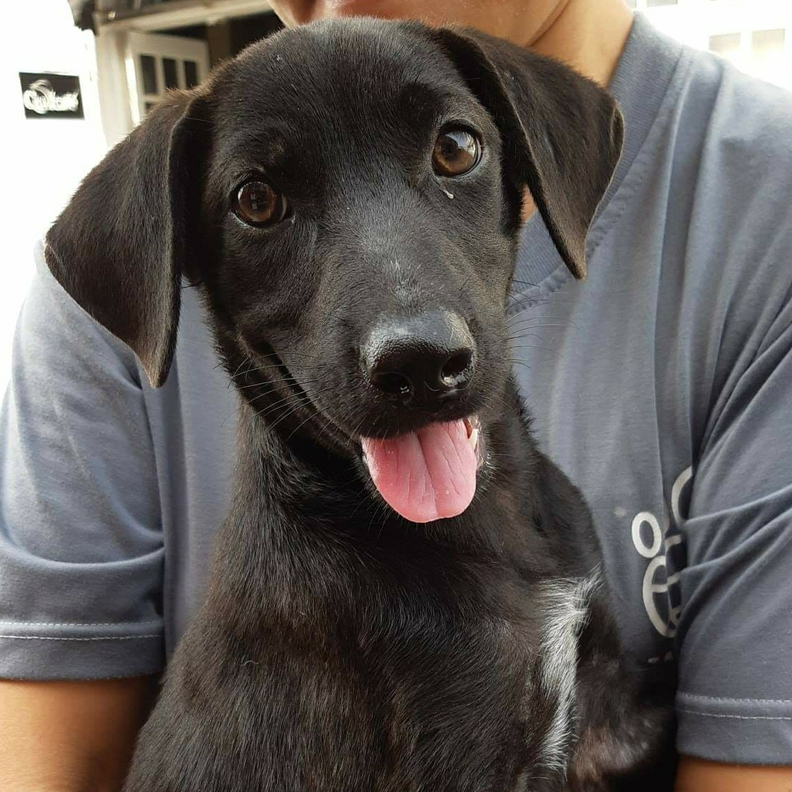 Black puppy with brown eyes and pink tongue being held by a person wearing a gray shirt.