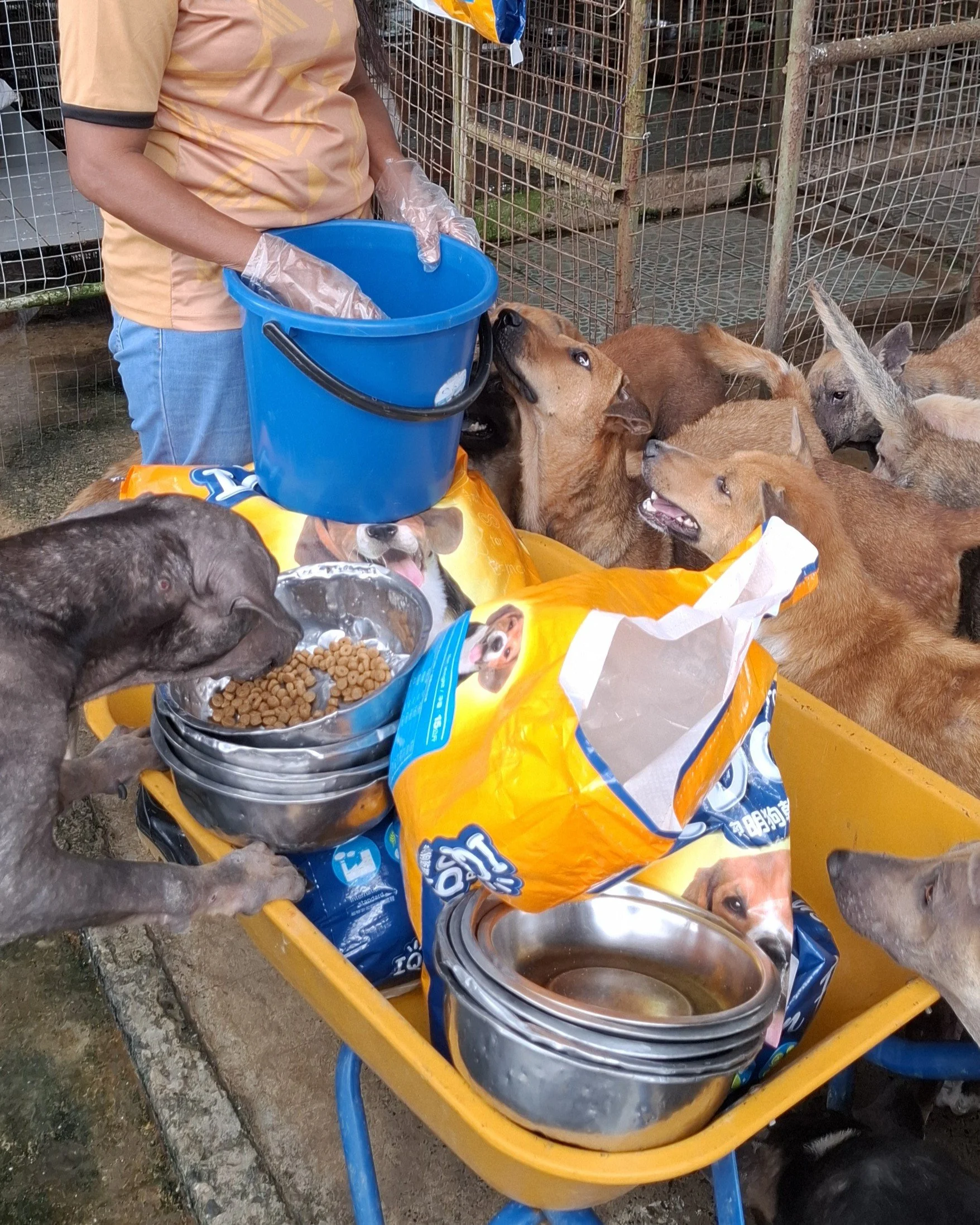 A person at wheelbarrow loaded with dog food and bowls, surrounded by excited dogs.