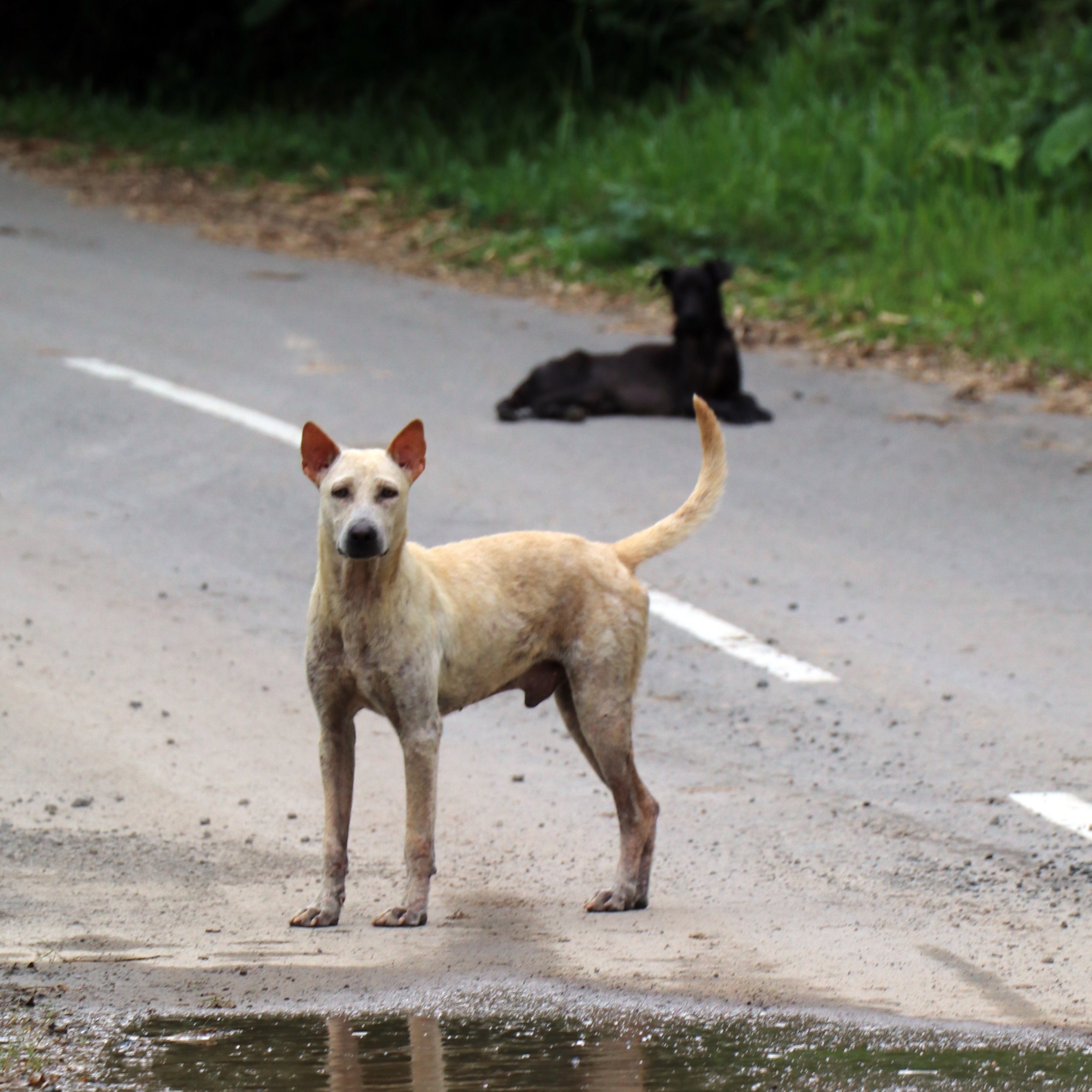 Two stray dogs sit and lie in the middle of the road, looking alertly at the camera