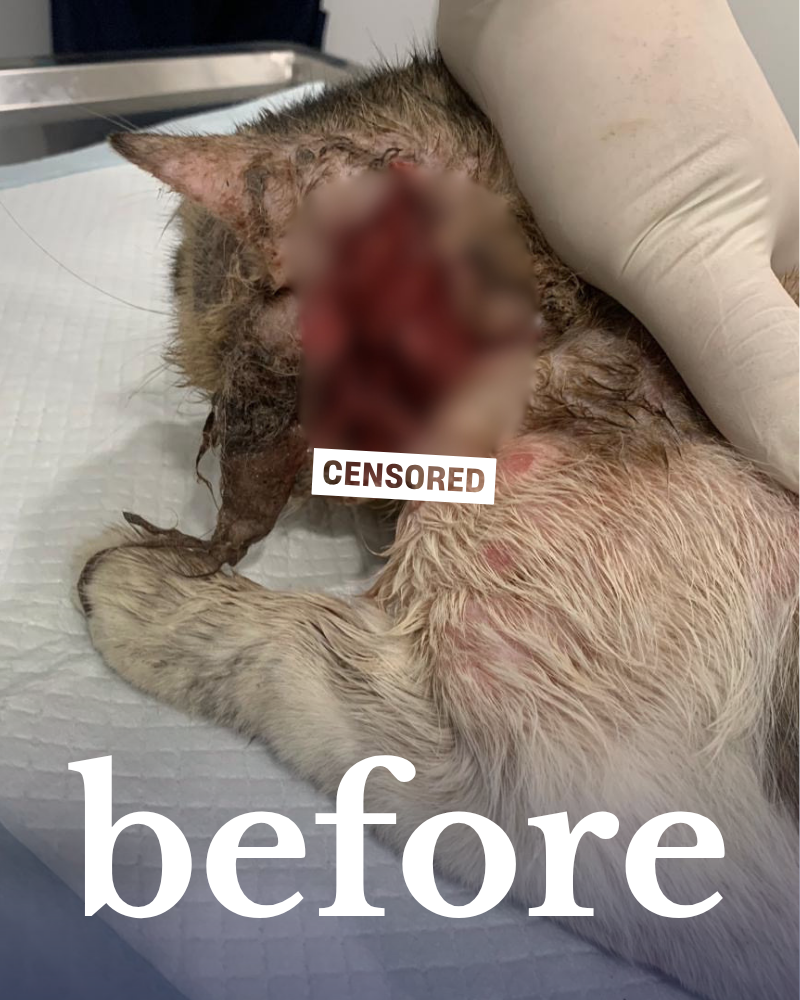 An cat with a severe neck wound lies on a veterinary table. Its injuries are censored. The word "before" is overlayed on the image.