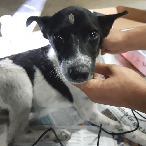 A black and white puppy with a black face and brown eyes, being held gently by person’s hands.