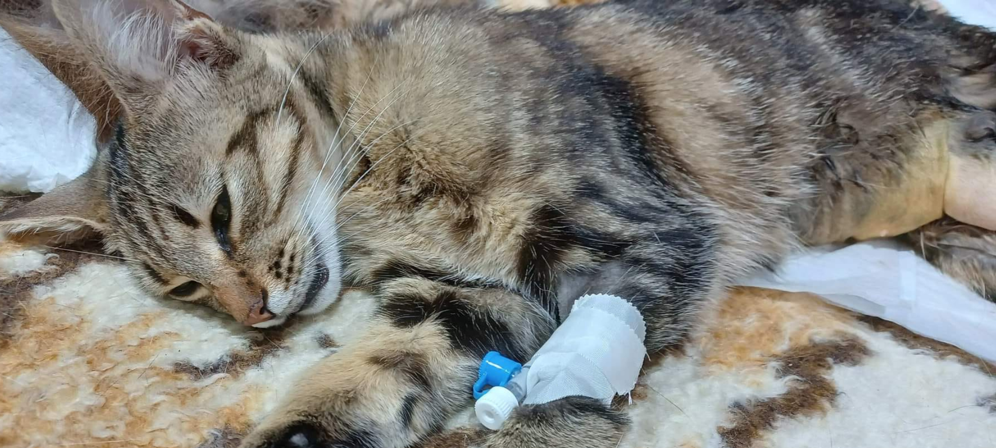 A tabby cat lying on a soft surface with an IV catheter attached to its front paw
