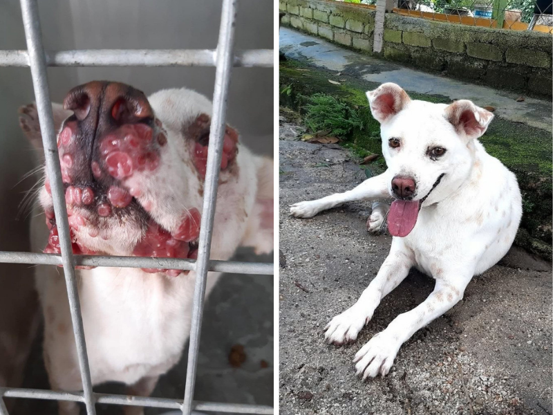 A side-by-side of two dogs: the left shows a close-up of a small dog with severe skin condition or growths on its face behind bars, and the right shows a white dog with floppy ears sitting on the ground outdoors with its tongue out.
