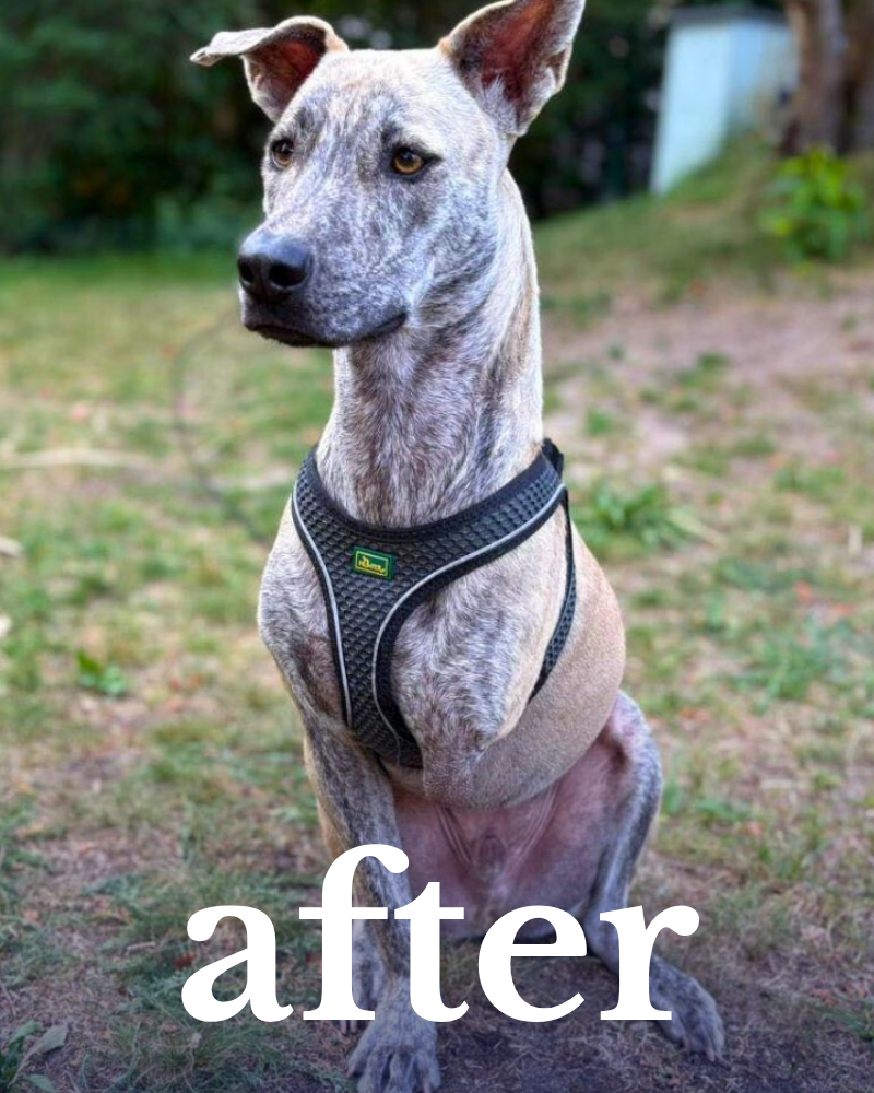 A sitting dog with light brindle fur, wearing a harness, outdoors on grass and dirt, with a blurred background of trees and a building, and the word 'after' at the bottom.