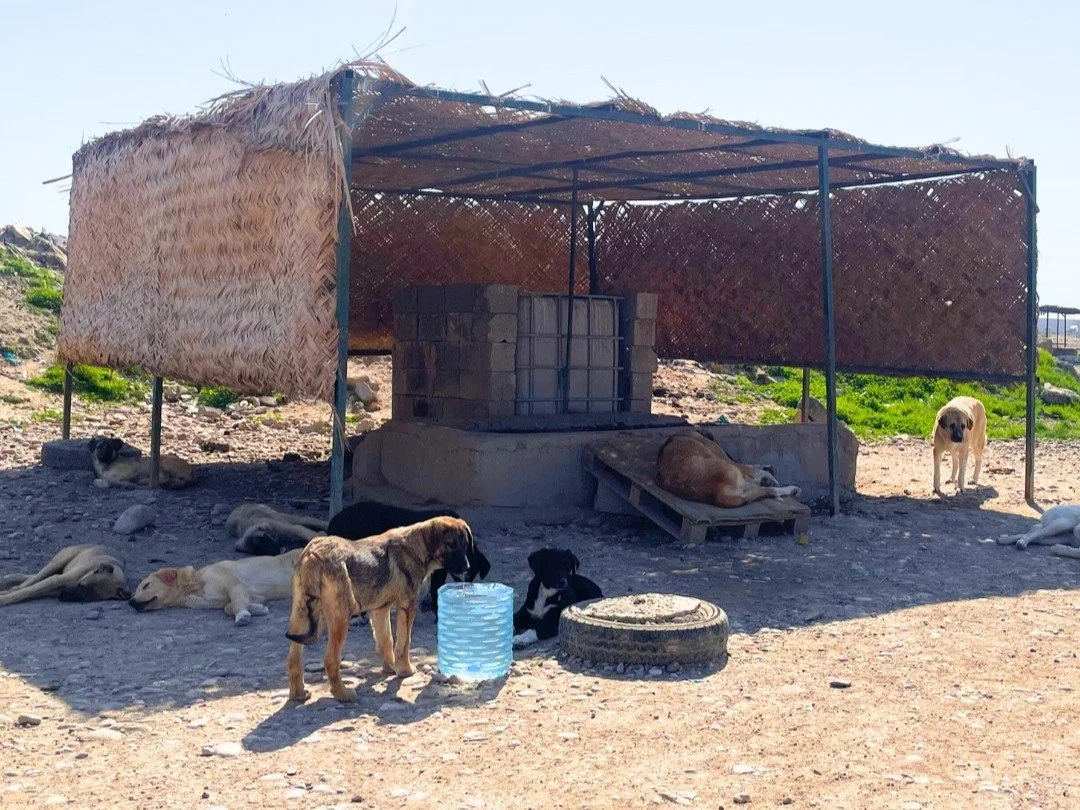 Several dogs resting in the shade of a simple shelter, drinking from a large bucket of clean water