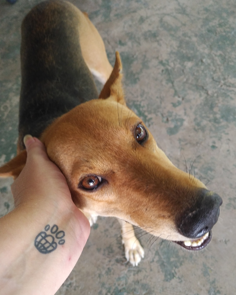 A person with an IAPWA tattoo on their wrist is petting a brown dog