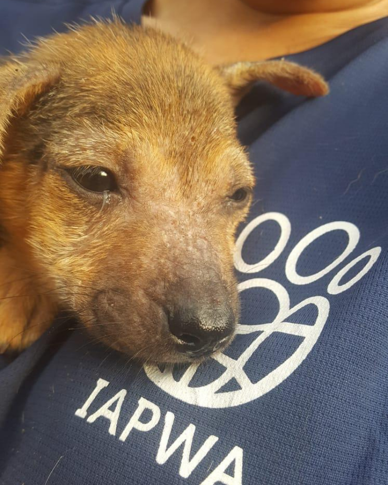 A small brown puppy resting its head on a navy shirt with the IAPWA logo.