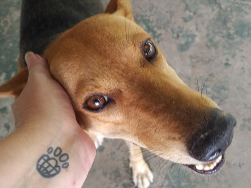 Close-up of a brown dog being petted on the head, looking content.