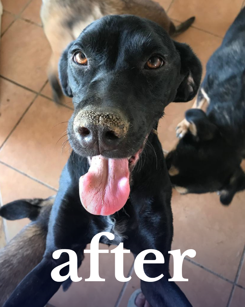 A black dog with their tongue hanging out looks happily up at the camera. The word "after" is overlayed on the image.