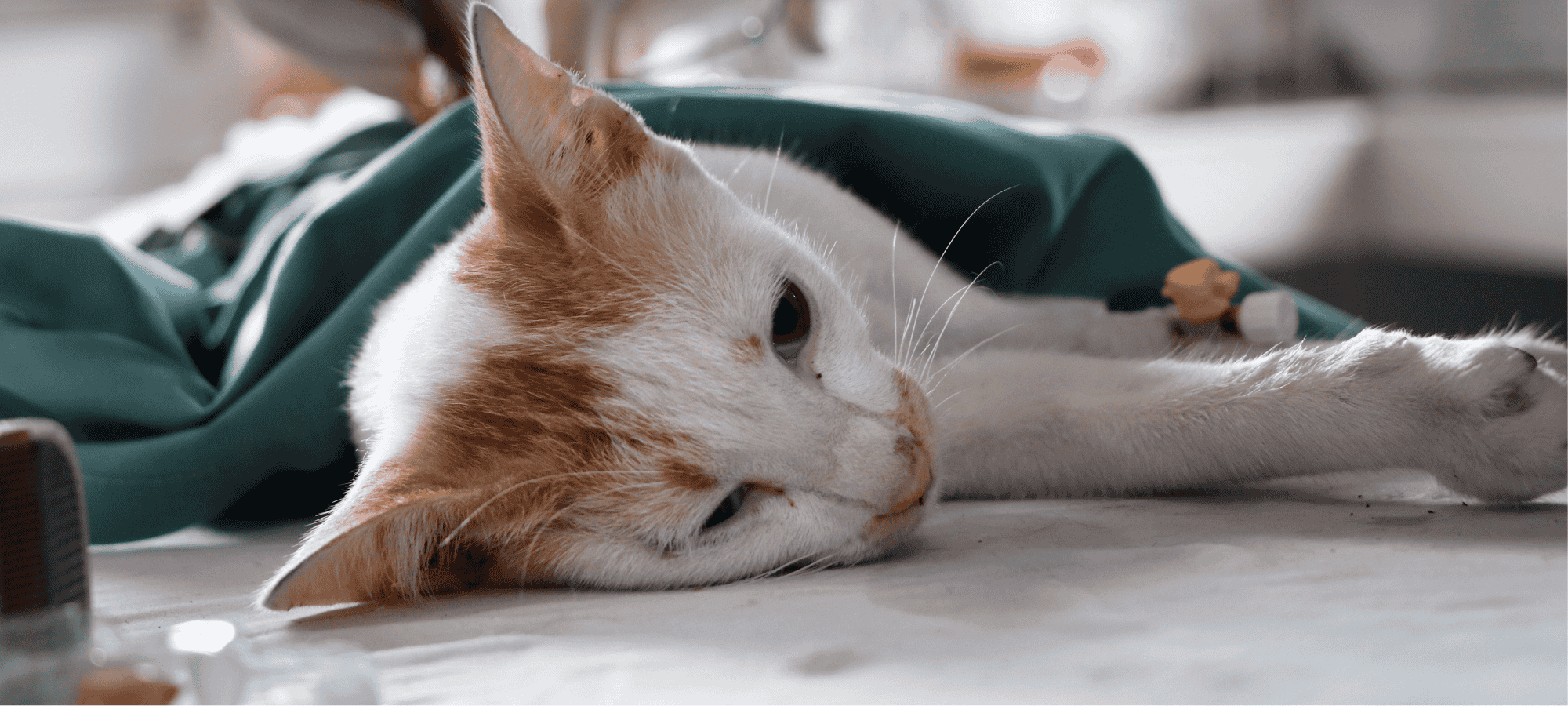 A white and orange cat lying on a veterinary table
