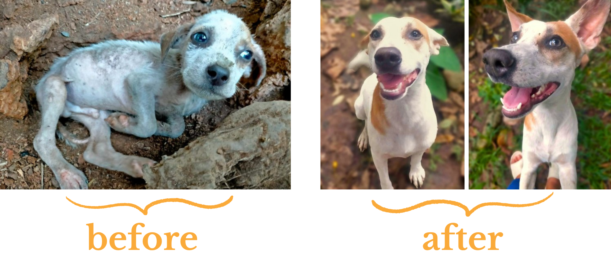 A "before" photograph of a tiny puppy in the dirt, looking very skinny and ill, followed by two "after" photographs of the same dog looking older, happier and healthier.