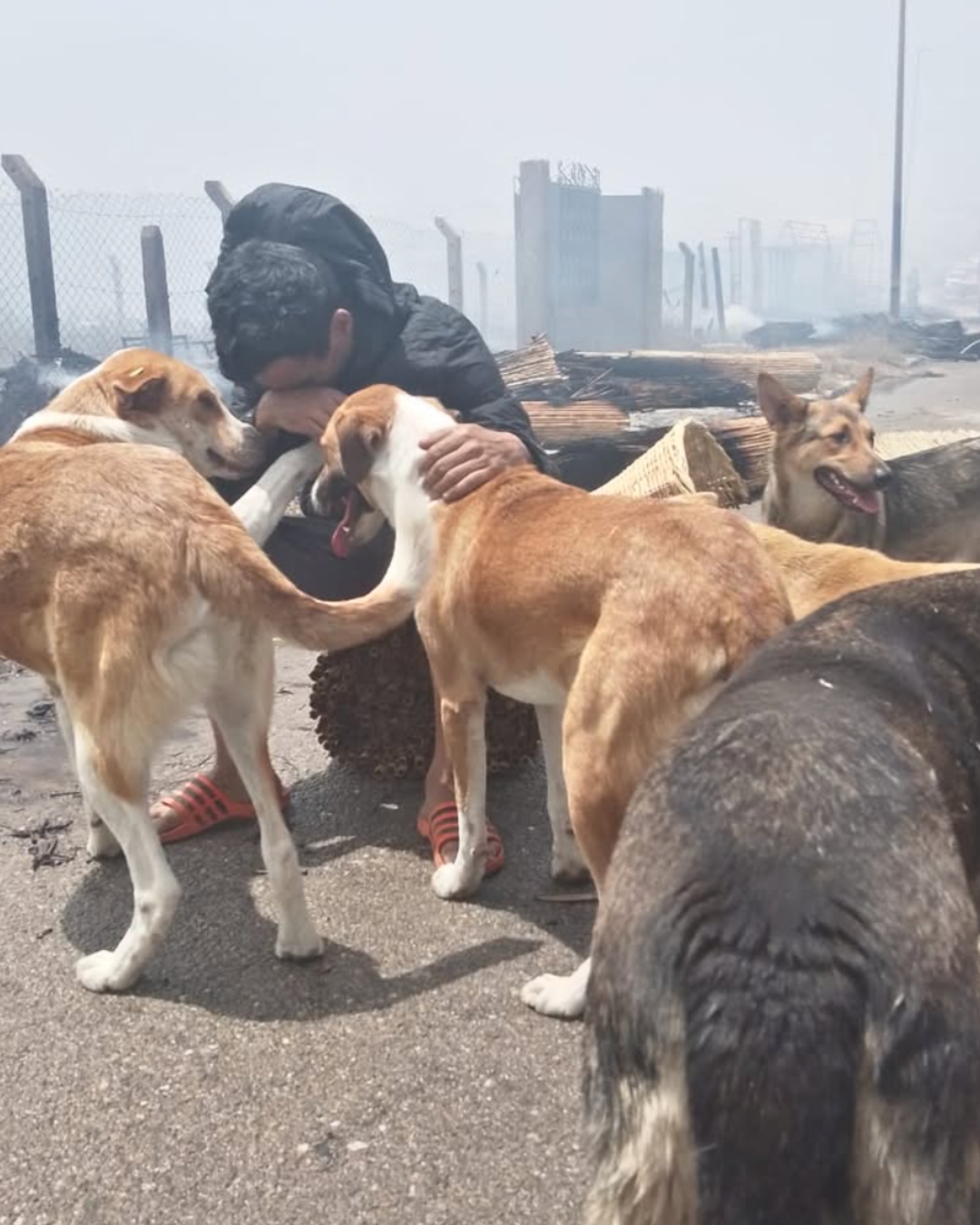 A person crouching down, surrounded by several dogs in a smoky, damaged area