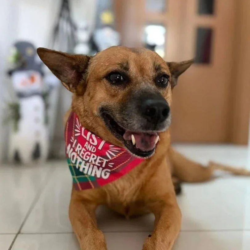 A brown dog wearing a neckerchief lies happily inside a house