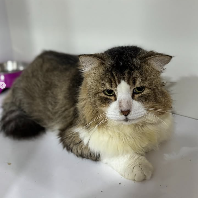A fluffy tabby and white cat lying on a white surface.