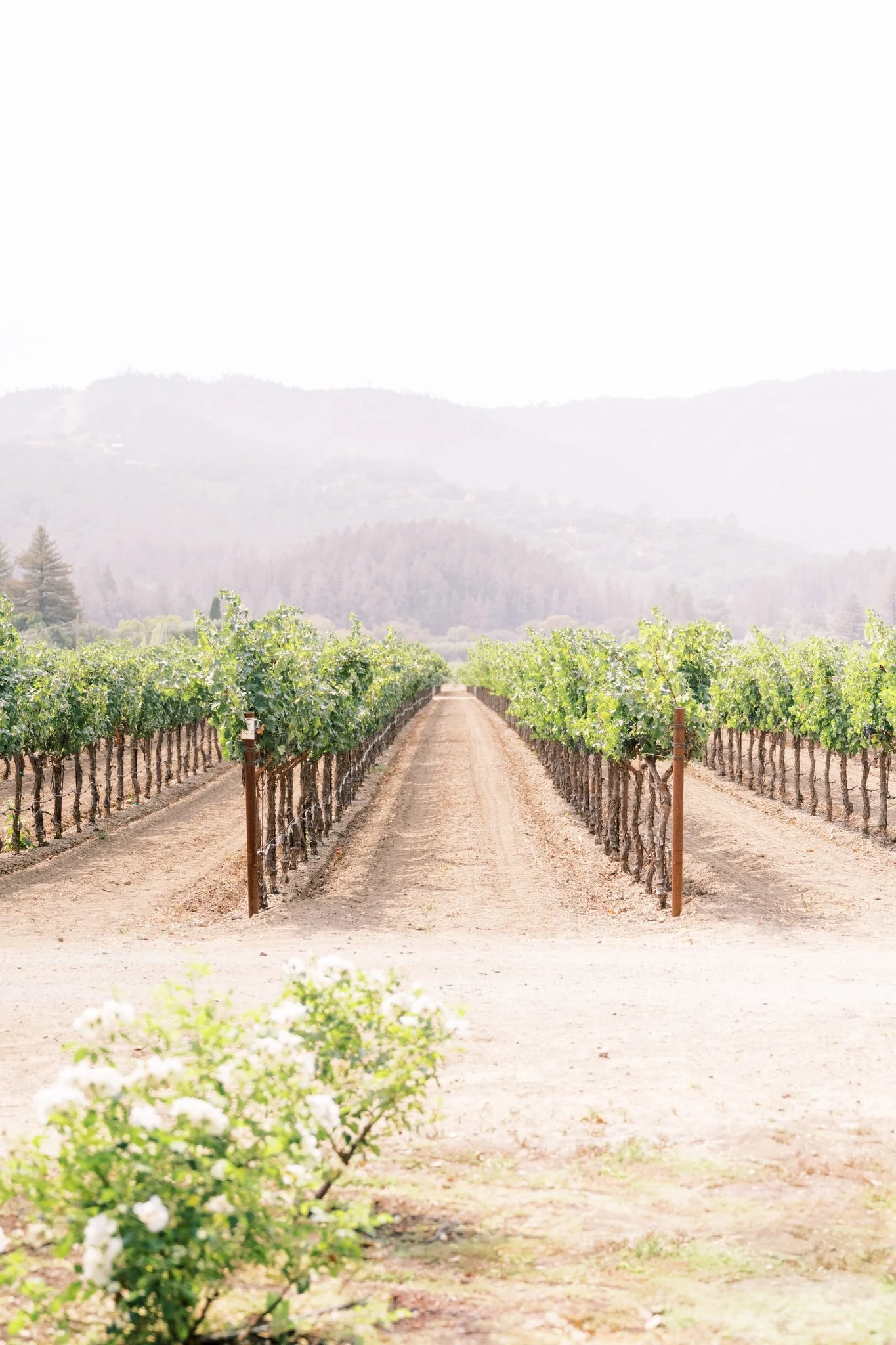 Jaclyn-Leo-Wedding (21 of 1320).jpg