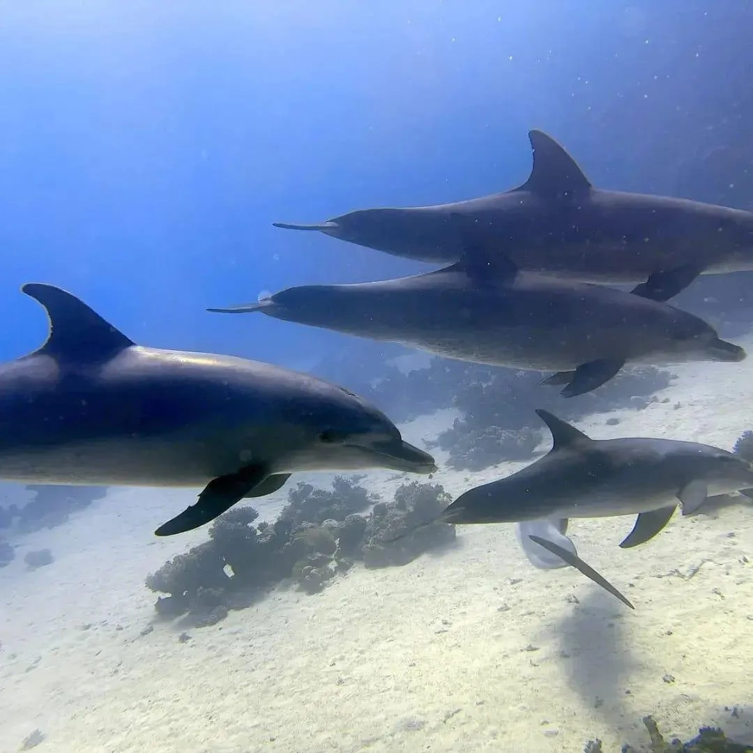 WhatsApp Image 2026-03-06 at 19.52.08 (4).jpeg