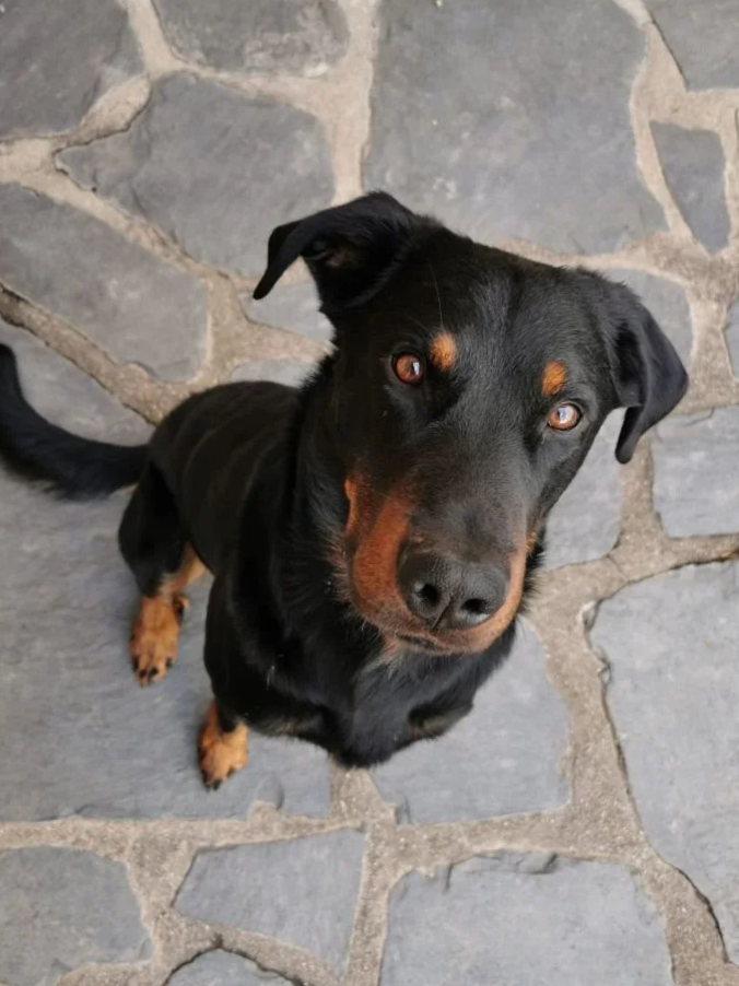 Nelson, Beauceron de 9 ans