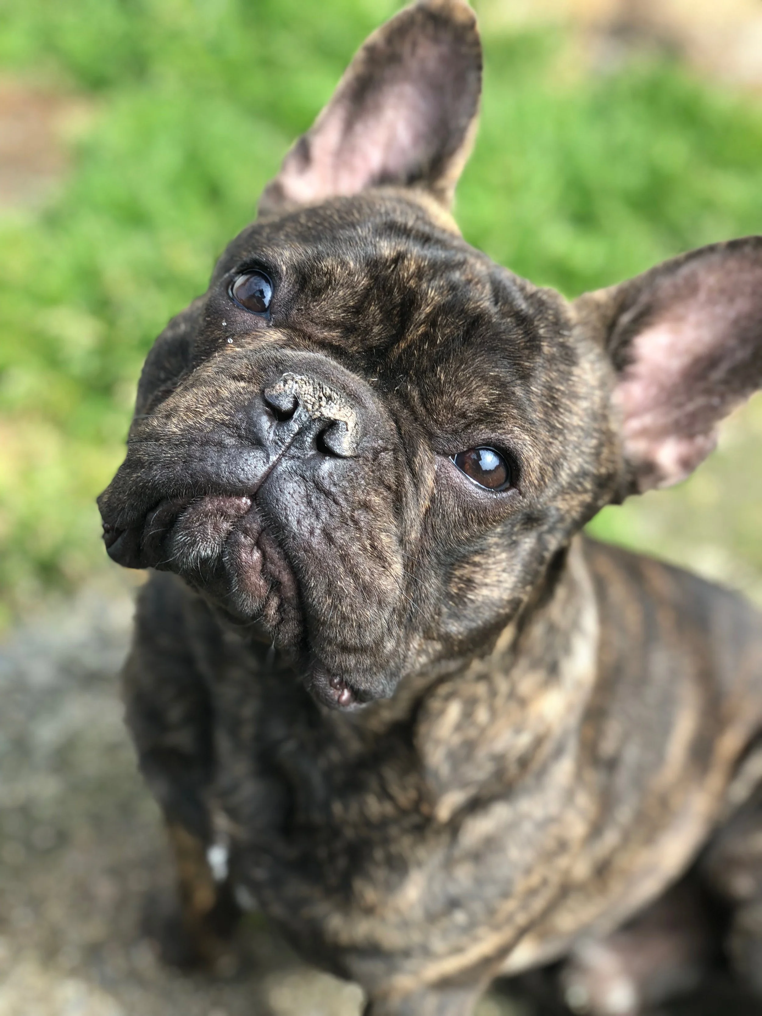 Negan, bouledogue Français de 9 ans