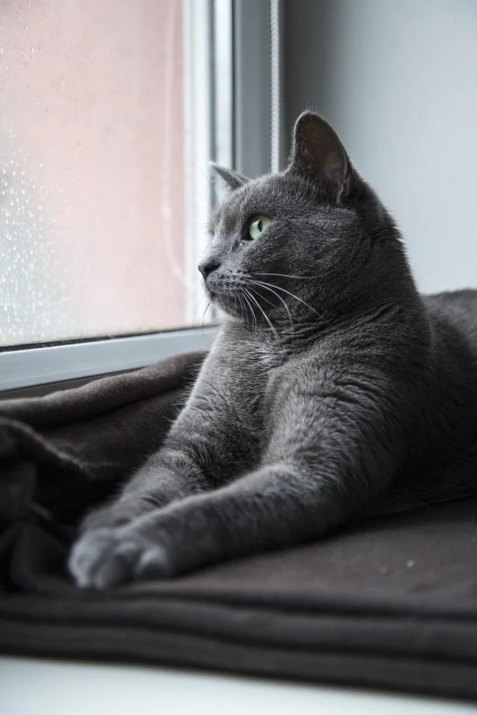 Chat gris allongé sur un tissu près d'une fenêtre, regardant dehors par la vitre.