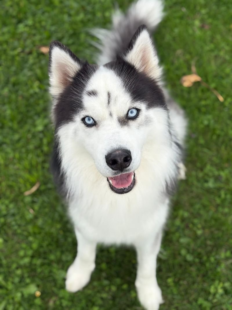 Diablo, husky de 2 ans
