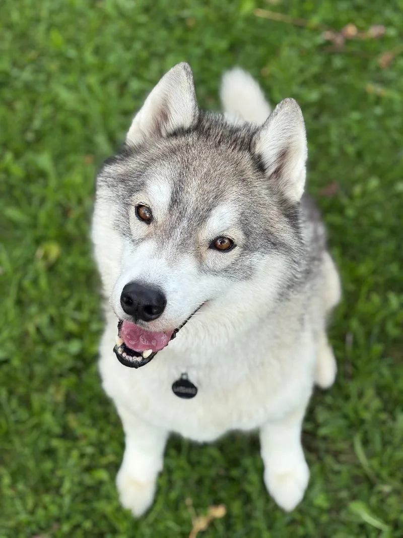 Lazzaro, husky de 11 ans