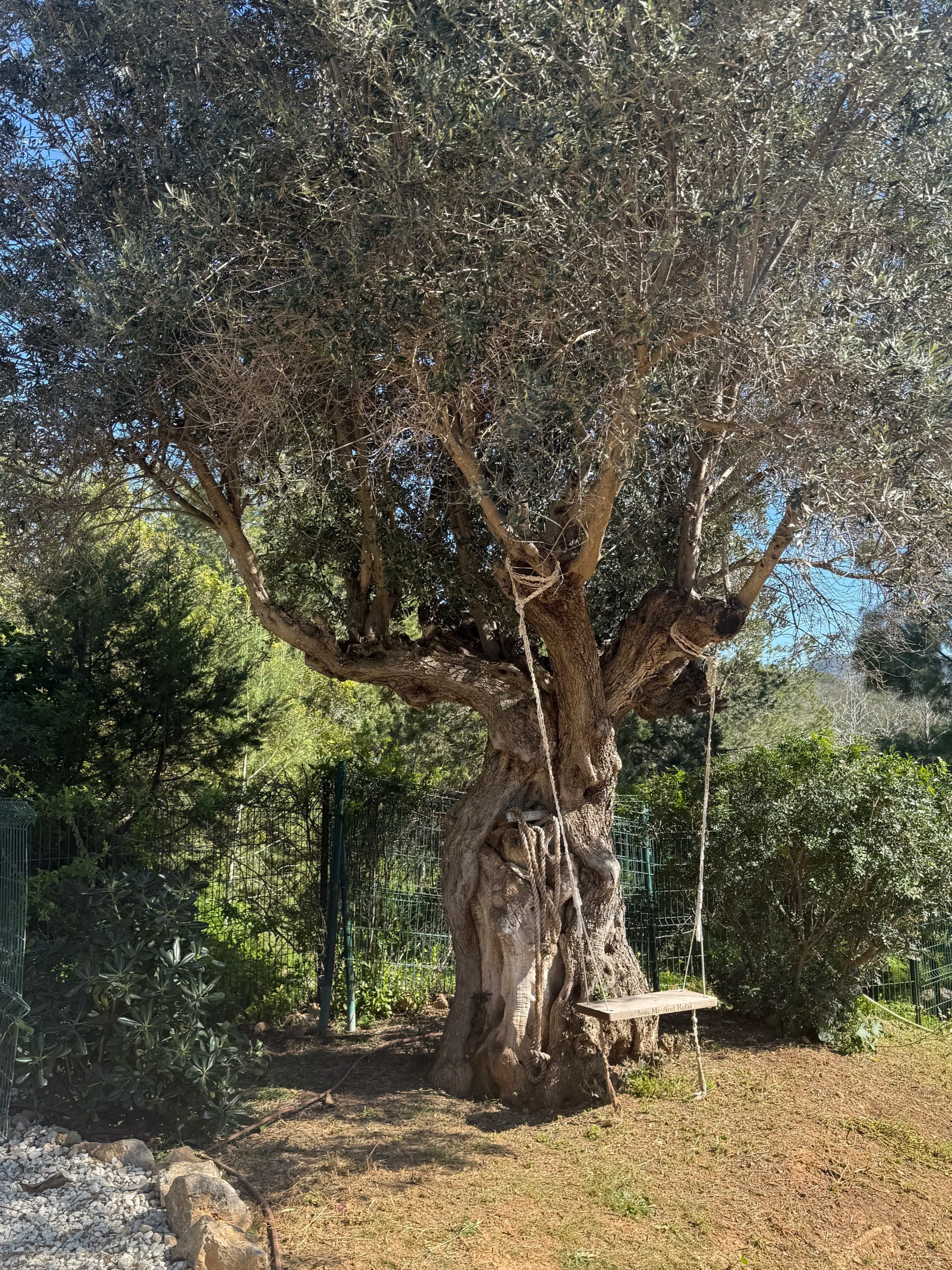 An old, gnarled tree with a thick trunk and wide canopy, featuring a wooden swing hanging from one of its branches, surrounded by greenery and enclosed by a metal fence.