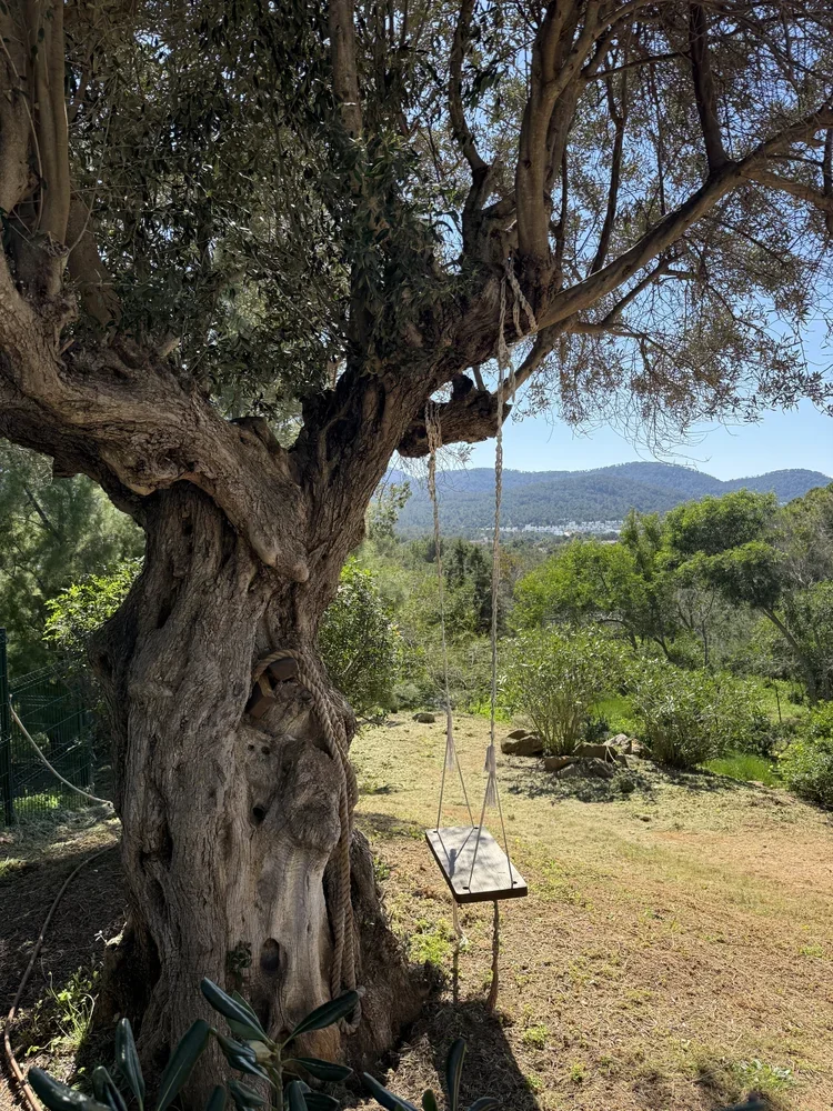 Old olive tree with a wooden swing hanging from its branches in a garden, surrounded by green shrubs and a fence, under a clear blue sky.