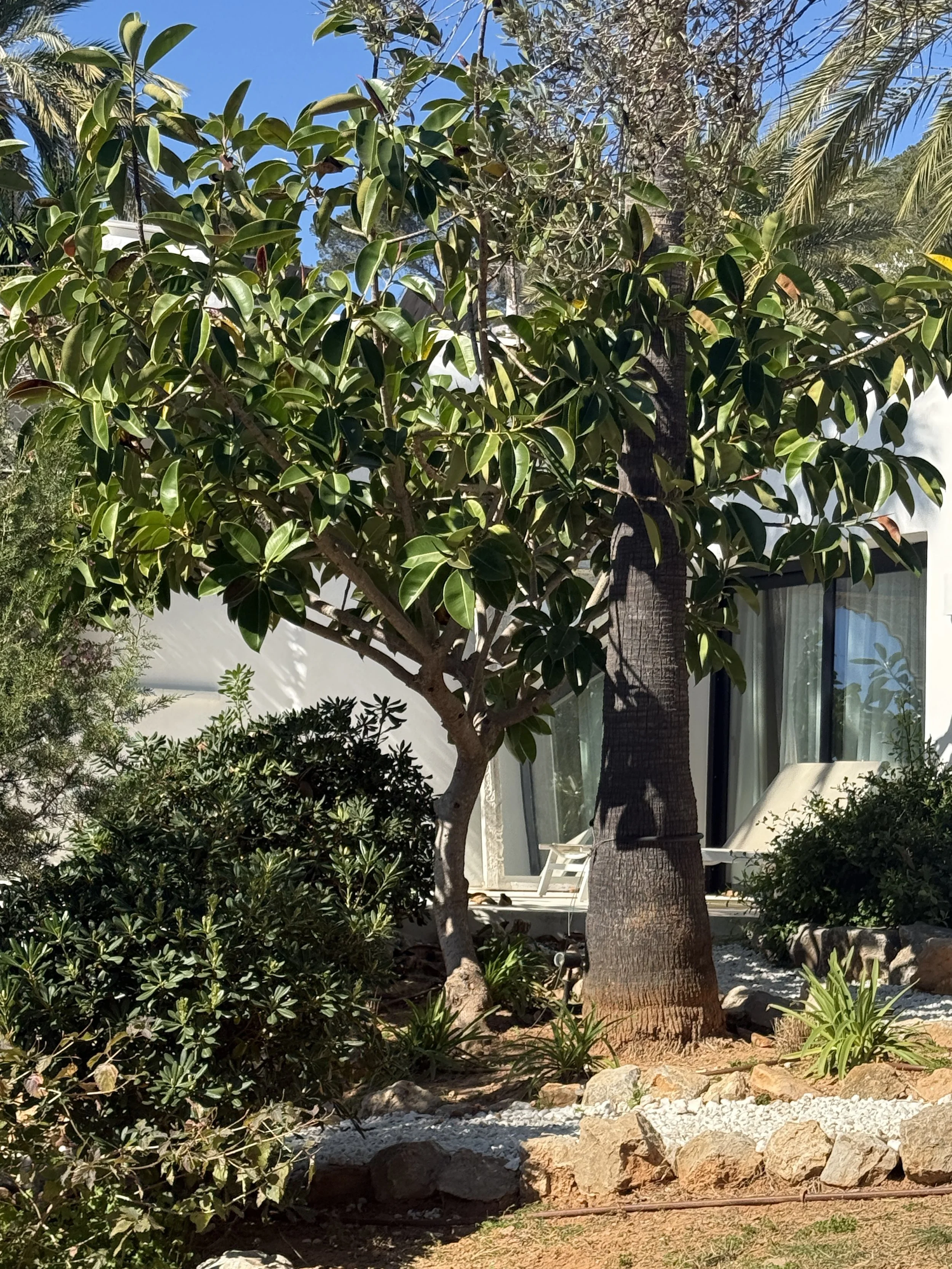 A lush garden scene with a large leafy tree, palm trees, shrubs, and rocks in front of a modern house with large windows and white exterior walls.