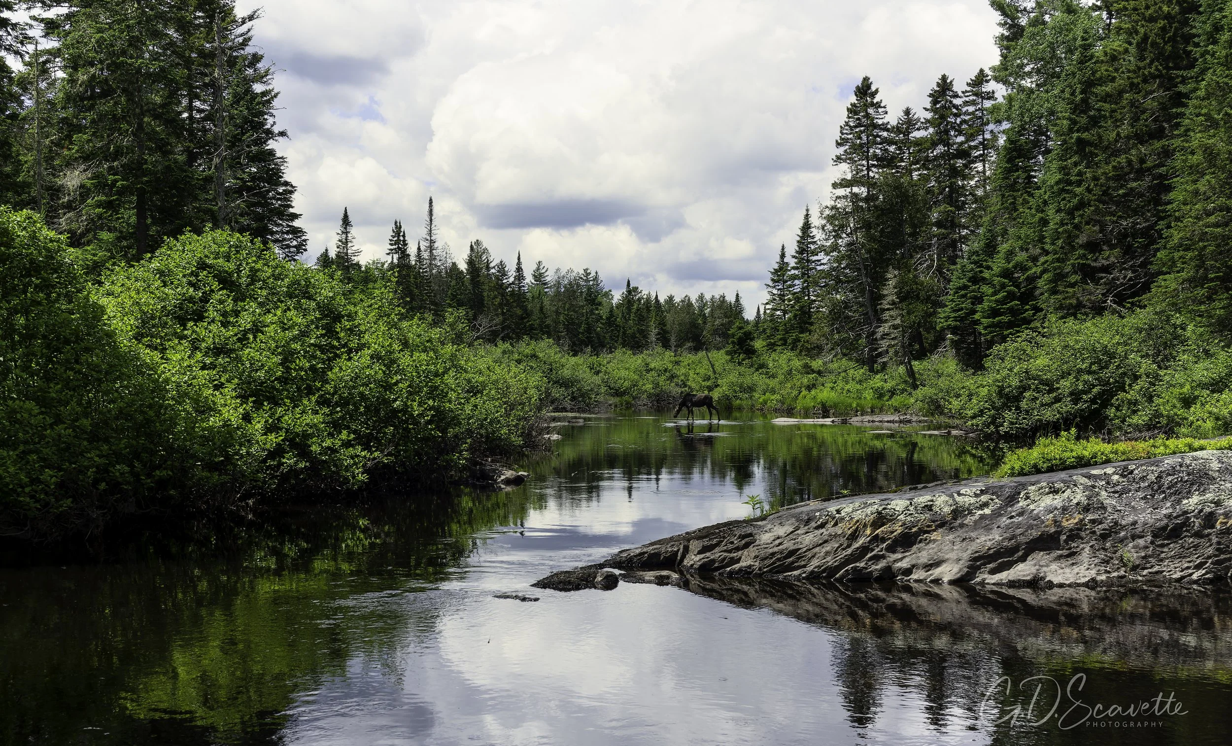 Remote Stream with Majestic Moose