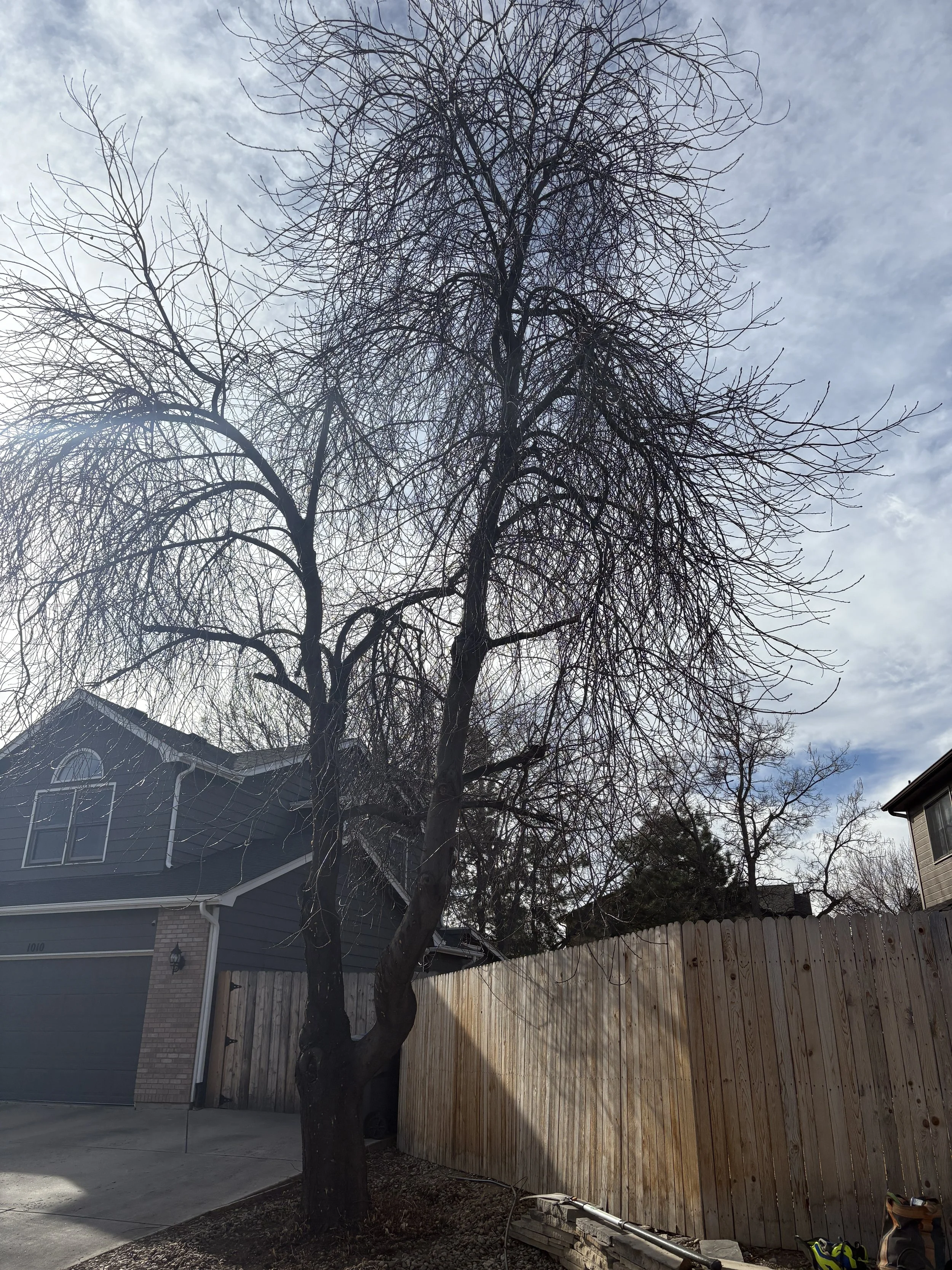 Tree, Shrub & Brush Removal
