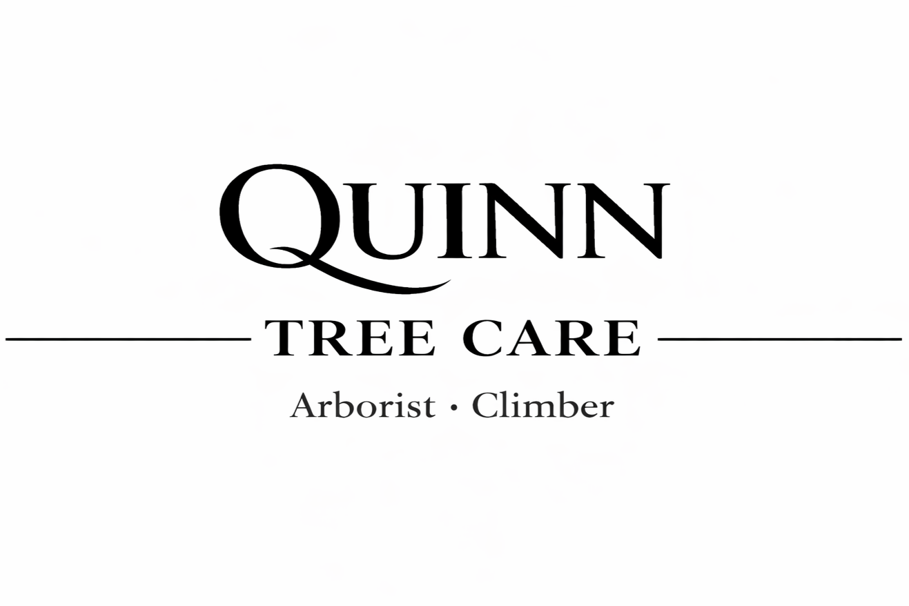 Quinn  Tree Care