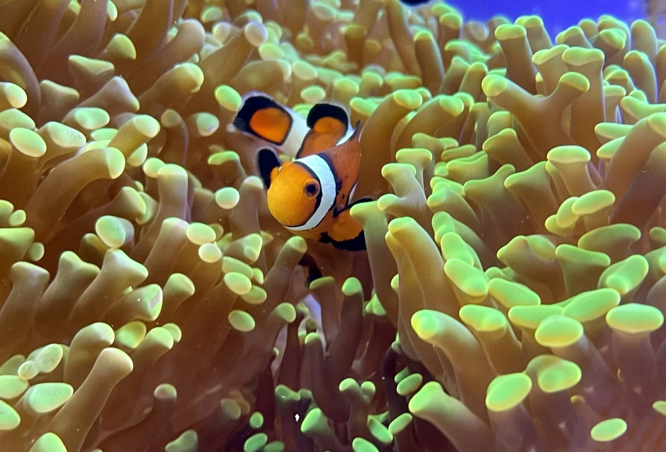 Clownfish