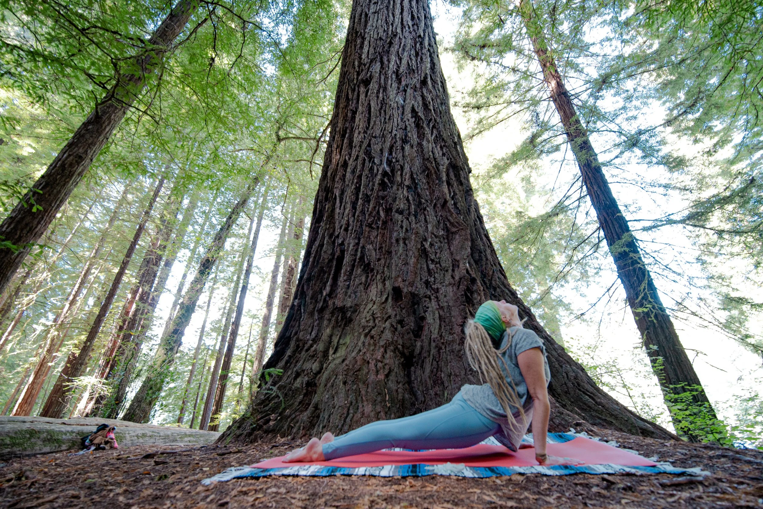 A woman practicing yoga outdoors on a pink and blue mat beside a large tree in a forest, performing a cobra pose.