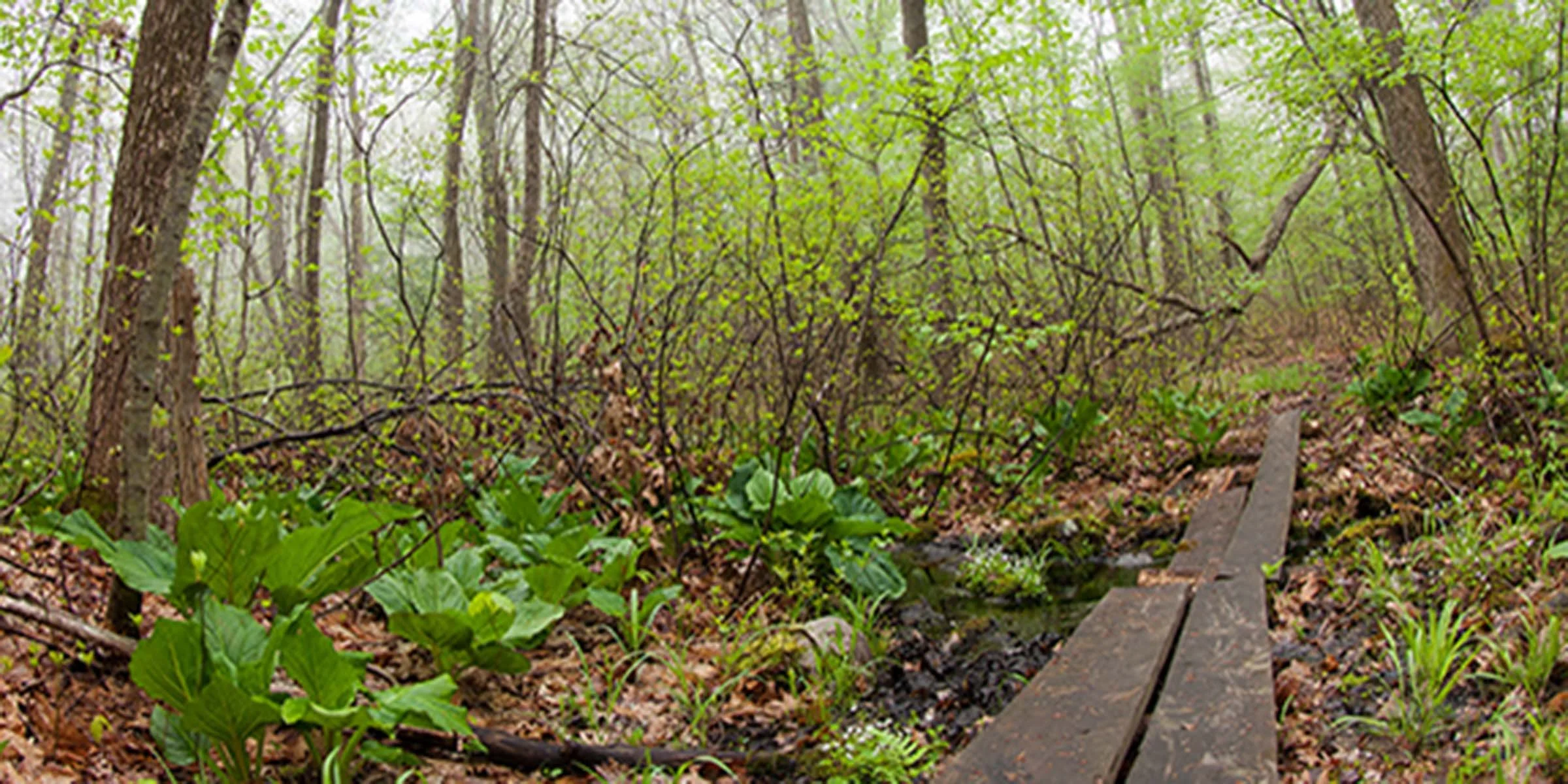 CONSERVATION PLANNING