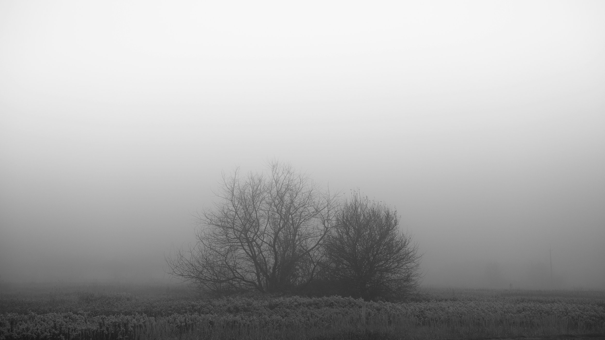 Black and white photo of a group of leafless trees in a foggy landscape, with a grassy field and distant foggy background.