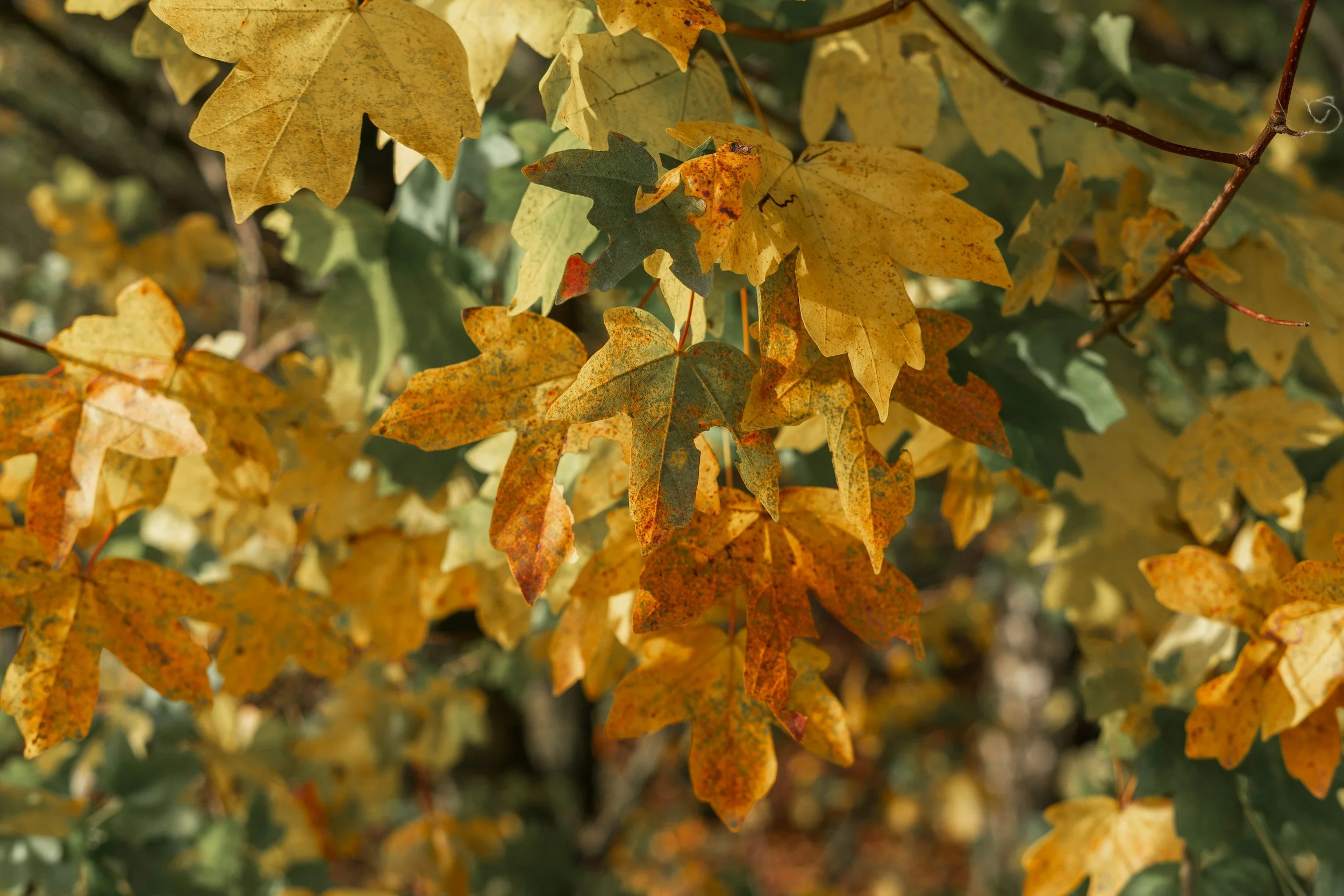 Close-up of yellow, orange, and green autumn leaves on a tree branch.