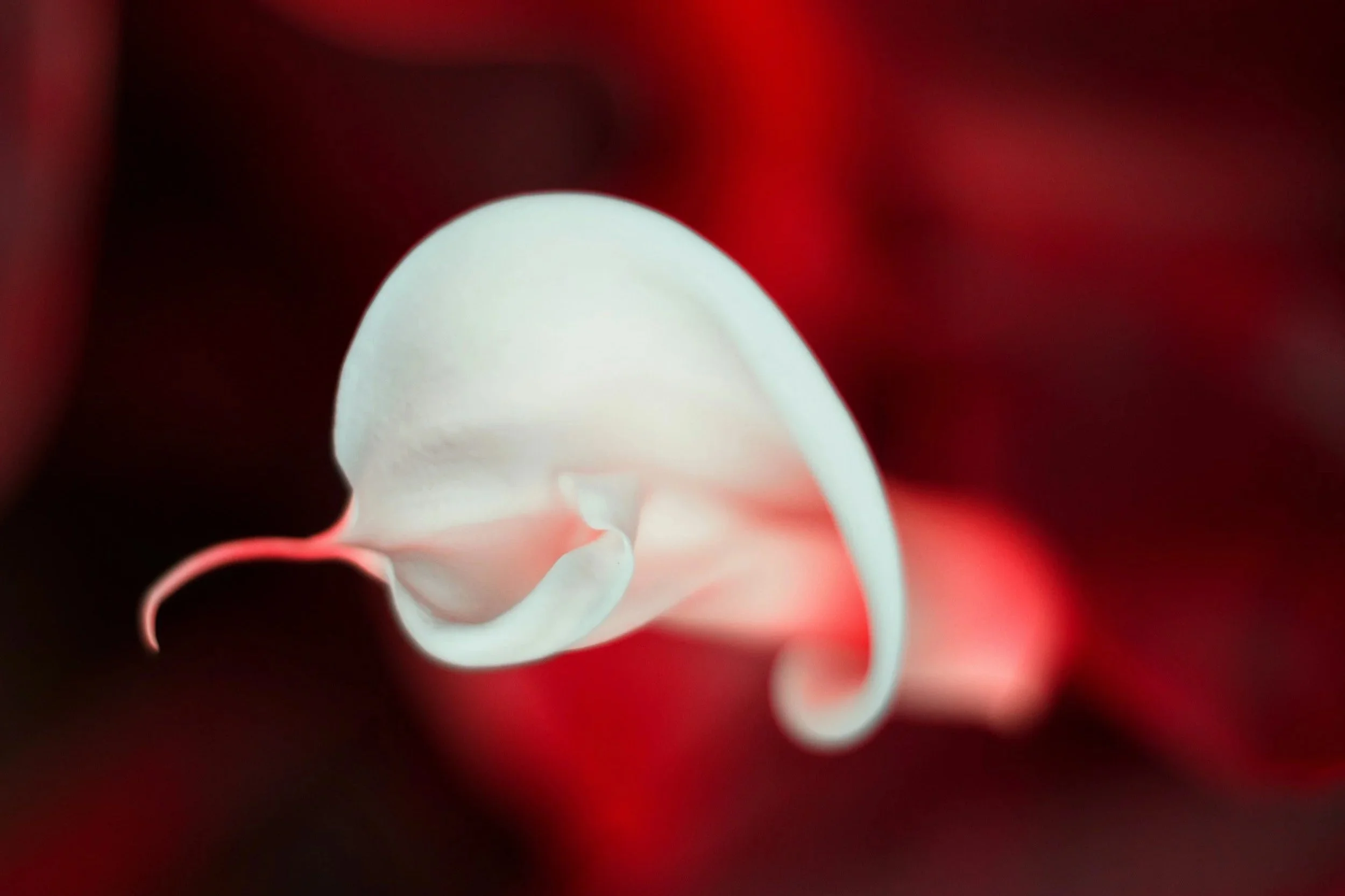 Close-up of a white bleeding-heart flower with a red background.