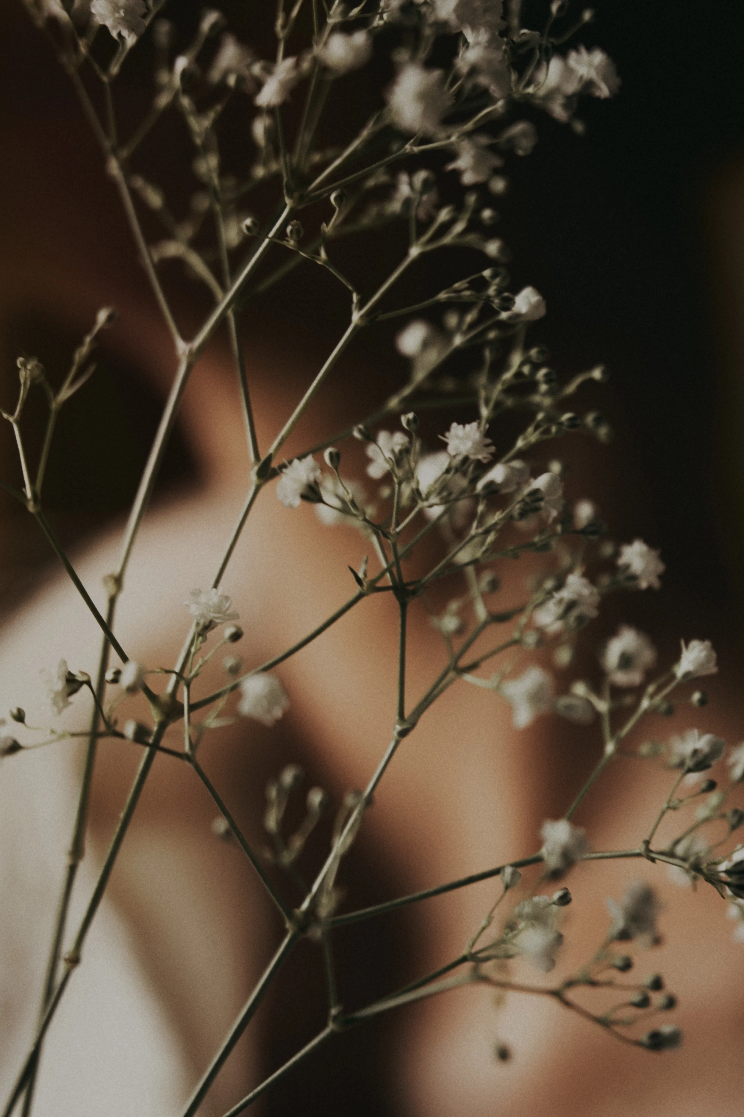 Close-up of delicate white baby's breath flowers against a blurred background.