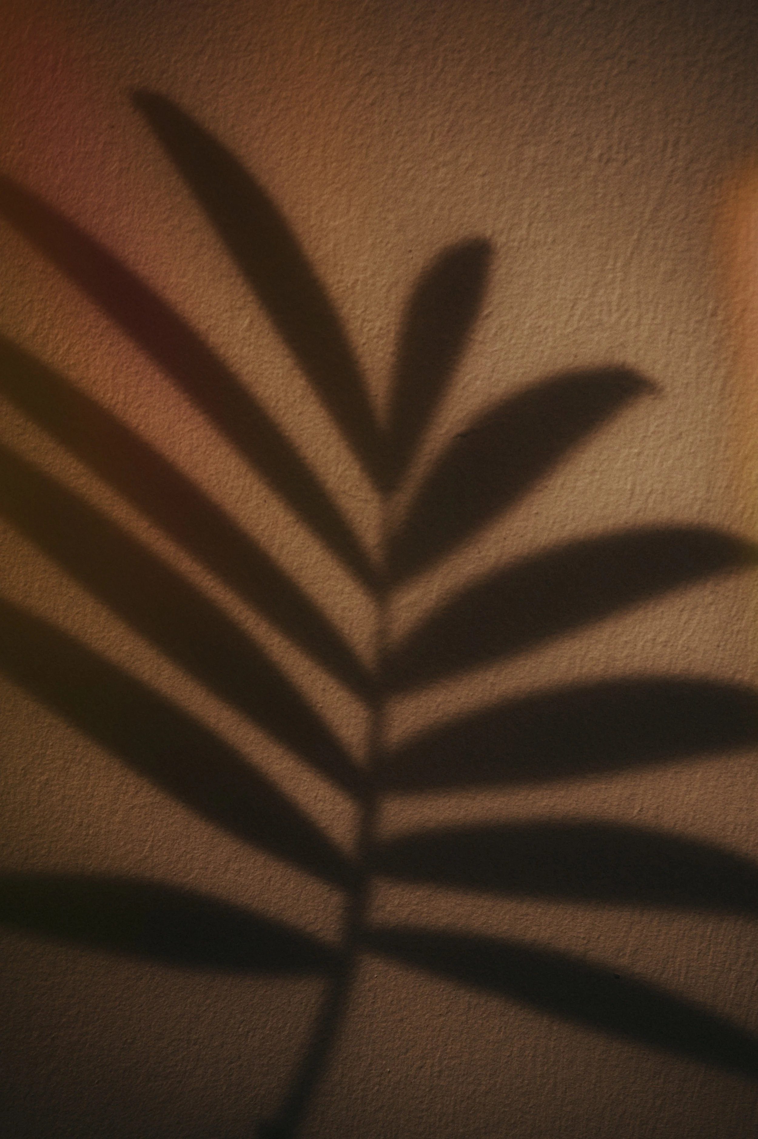 Shadow of a leaf on a beige wall.