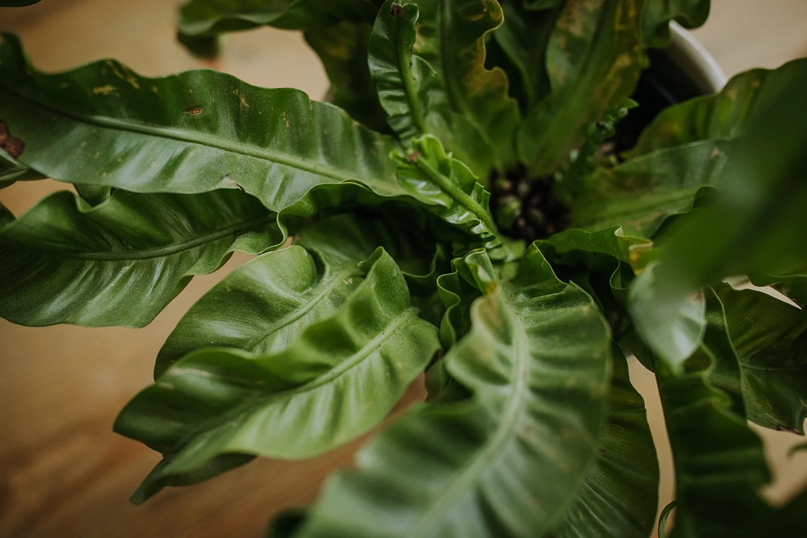 Close-up of a potted green leafy plant with wavy, glossy leaves.