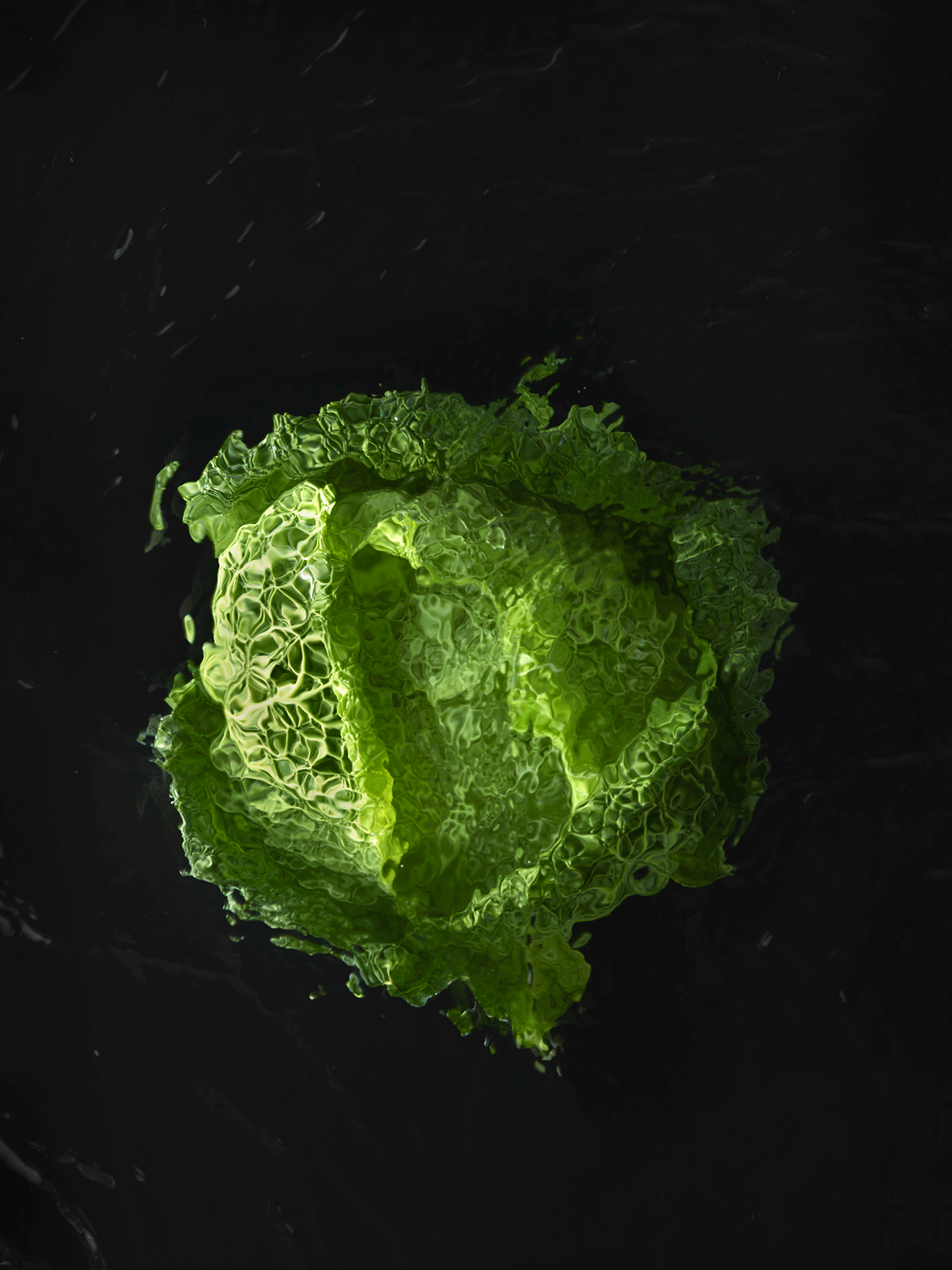 Savoy-Cabbage-RGB-FL.gif