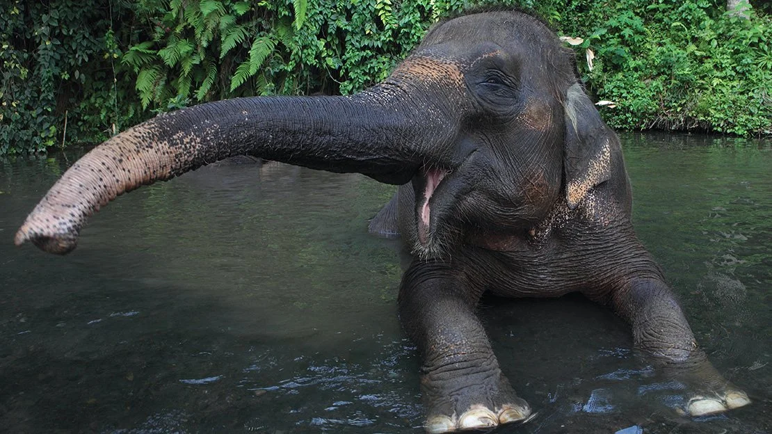 Close-up of an elephant bathing in a river, with trunk extended and a happy pose