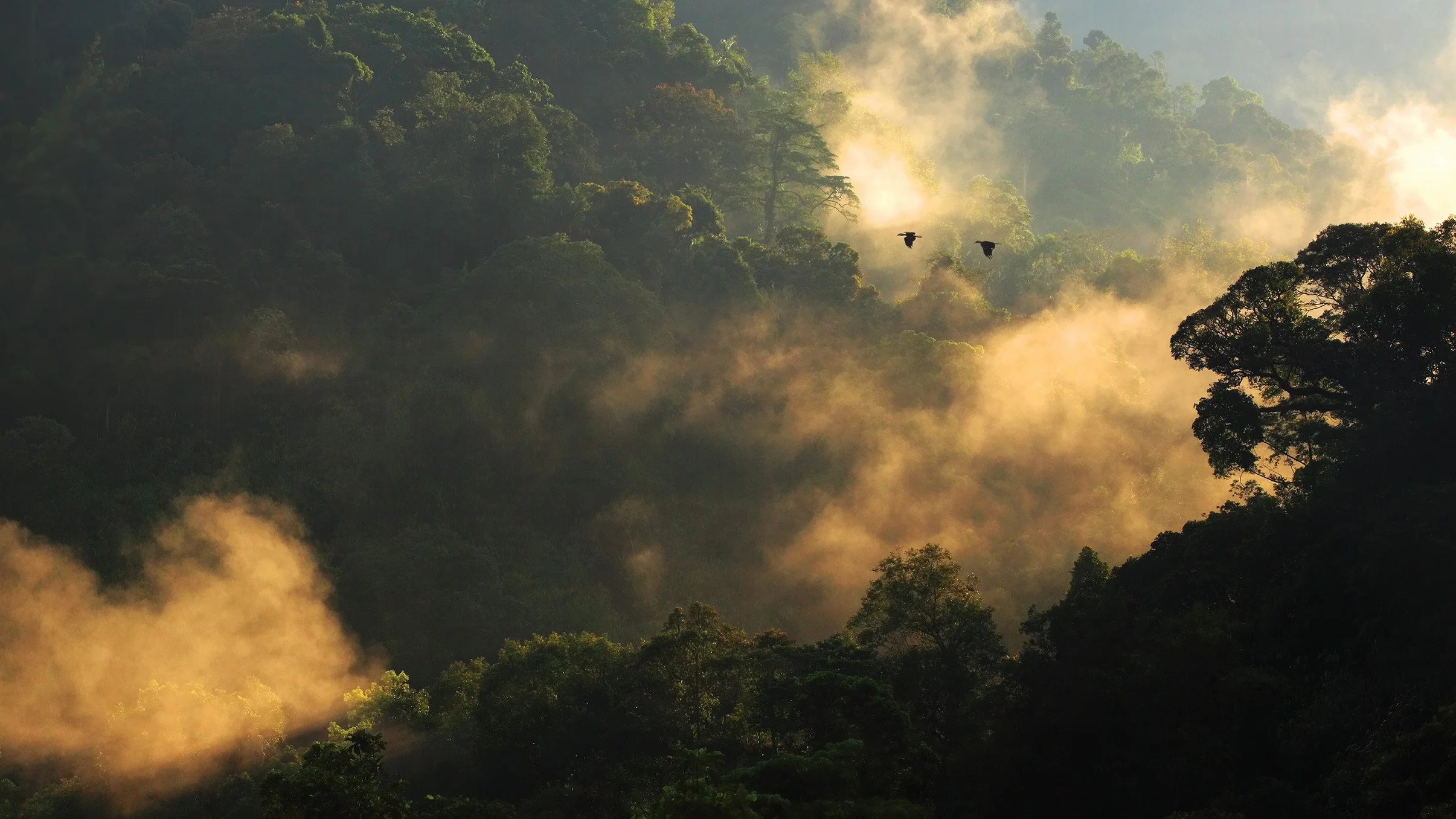 Pair of hornbills flying across a rainforest canopy during sunset, wings silhouetted against warm light