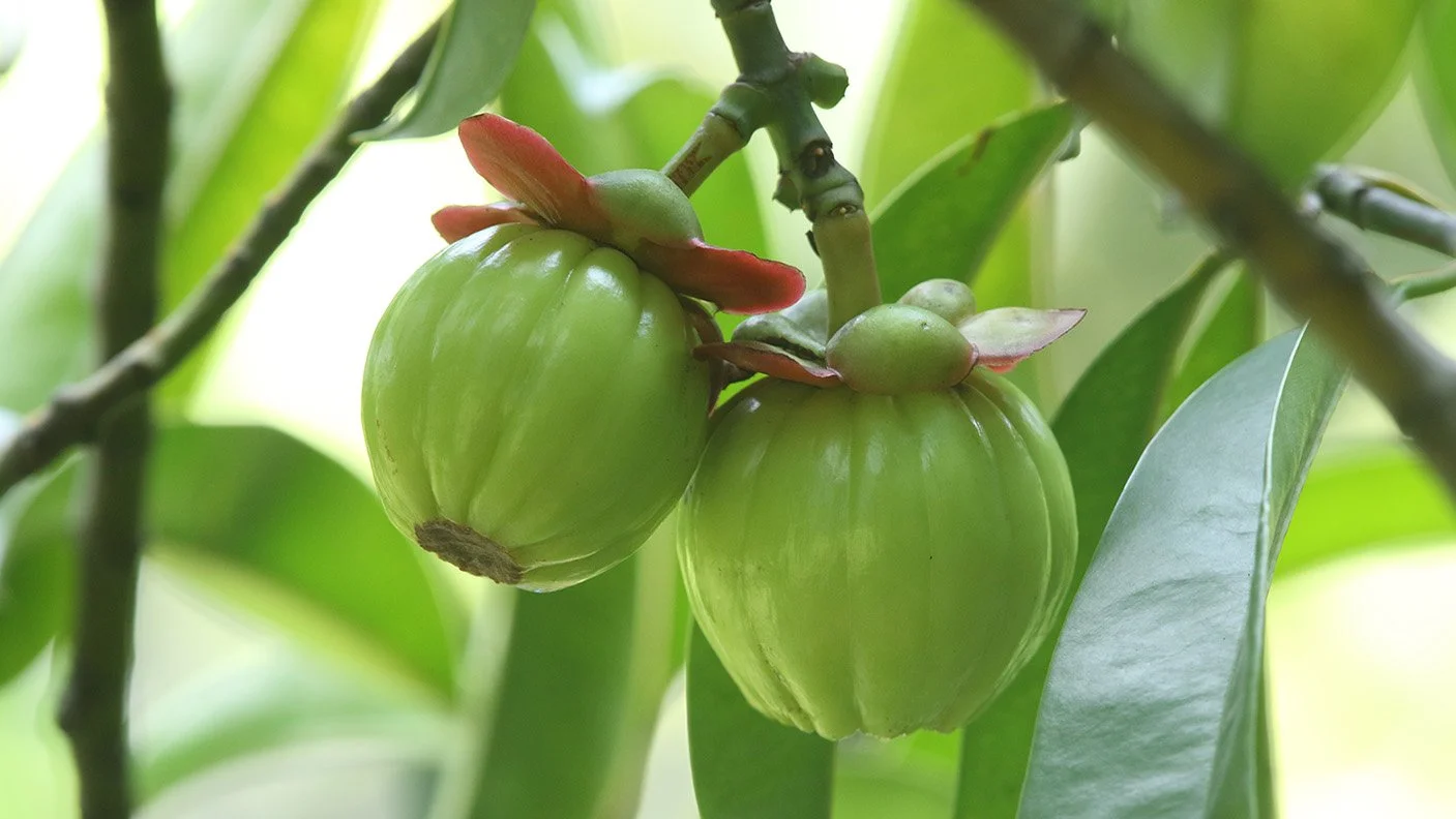 Close-up photograph of asam gelugor fruit showing rich texture and natural colour, Malaysia