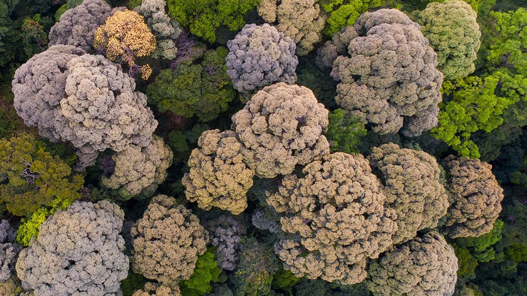 Aerial photograph of rainforest canopy showing colourful, cauliflower-shaped tree crowns forming dense organic patterns.